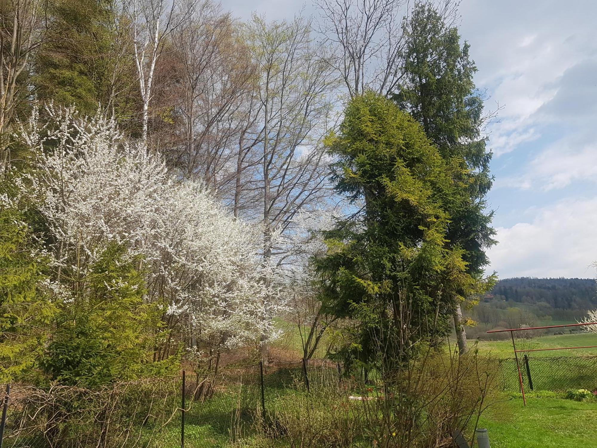 Mieszkanie W Gorach W Domu Prywatnym W Beskidzie Zywieckim 25Km Od Zywca Apartamento Koszarawa Exterior foto